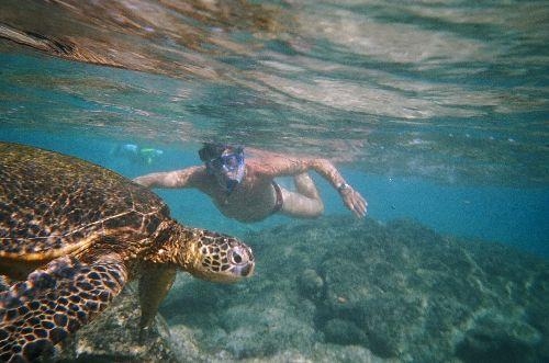 hk and honu.jpeg - Hubby snorkelling with turtle